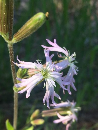 Silene occidentalis, photographed by Matt Berger