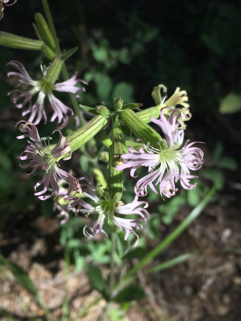 Silene occidentalis, photographed by Matt Berger