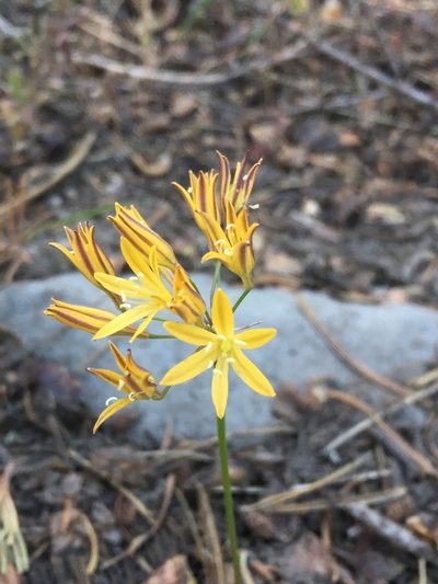 Triteleia montana, photographed by Matt Berger