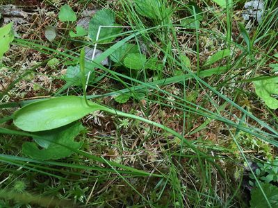 Ophioglossum pusillum, photographed by Bonnie Isaac