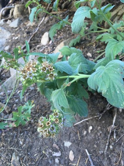 Phacelia procera, photographed by Matt Berger