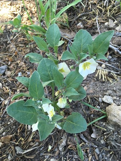 Leucophysalis nana, photographed by Matt Berger