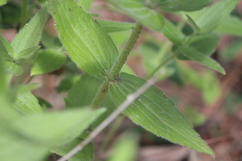 Alloispermum scabrum, photographed by José Belem Hernández Díaz