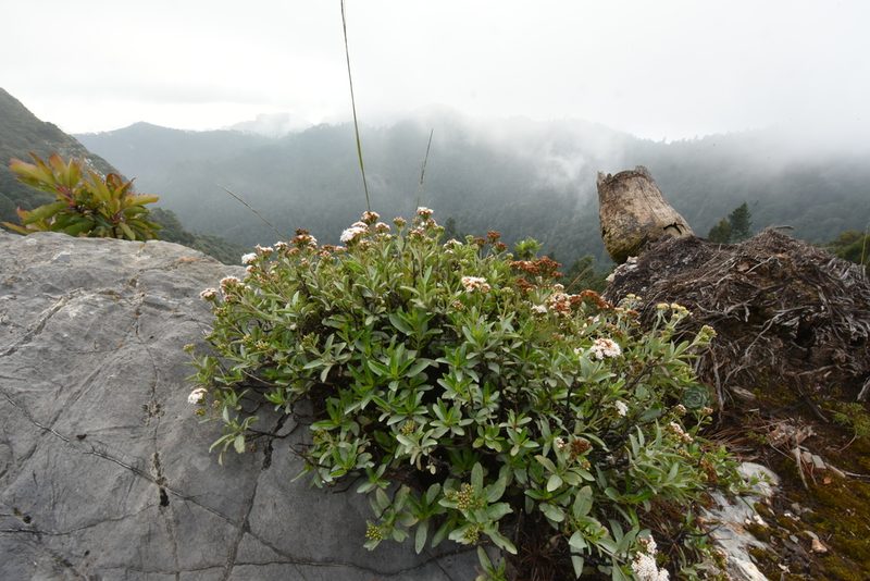 Stevia pyrolifolia, photographed by Alan Rockefeller