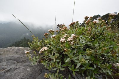 Stevia pyrolifolia, photographed by Alan Rockefeller