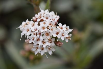 Stevia pyrolifolia, photographed by Alan Rockefeller