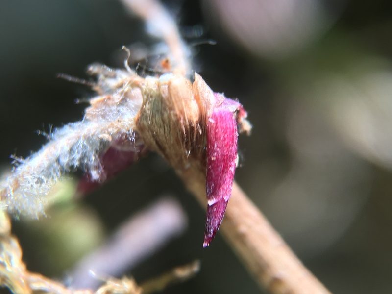 Poa sierrae, photographed by Matt Berger