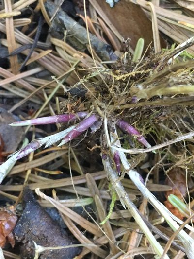 Poa sierrae, photographed by Matt Berger