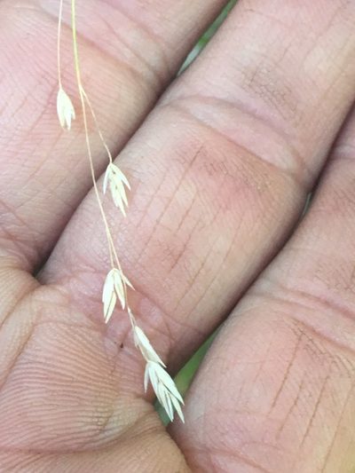 Poa sierrae, photographed by Matt Berger