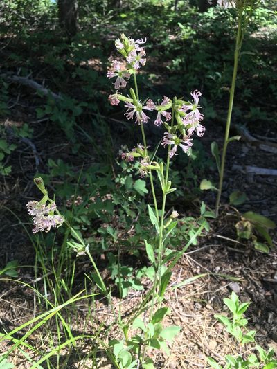 Silene occidentalis, photographed by Matt Berger