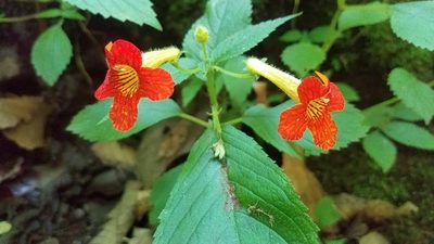 Achimenes antirrhina, photographed by Alan Rockefeller