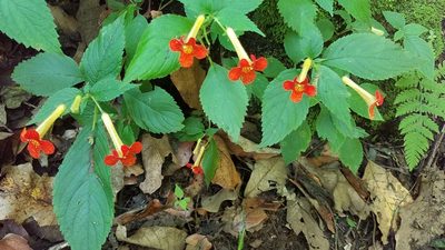 Achimenes antirrhina, photographed by Alan Rockefeller