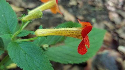 Achimenes antirrhina, photographed by Alan Rockefeller