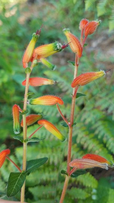 Cuphea jorullensis, photographed by Alan Rockefeller