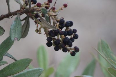 Comarostaphylis arbutoides, photographed by José Belem Hernández Díaz