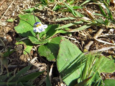 Craterostigma plantagineum, photographed by Annika Lindqvist