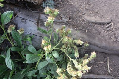 Phacelia heterophylla, photographed by Scott Loarie