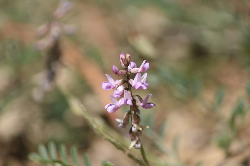 Astragalus hypoleucus, photographed by José Belem Hernández Díaz