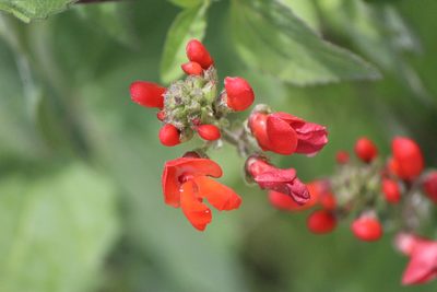 Phaseolus coccineus, photographed by José Belem Hernández Díaz
