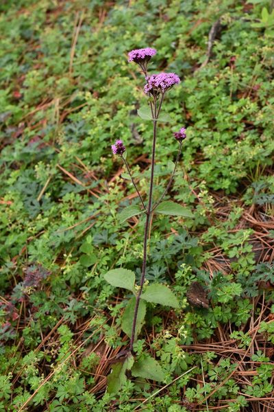 Stevia jorullensis, photographed by Alan Rockefeller