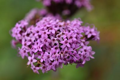 Stevia jorullensis, photographed by Alan Rockefeller