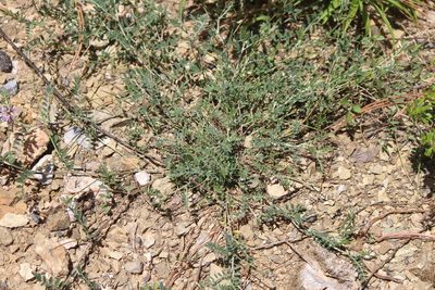 Astragalus hypoleucus, photographed by José Belem Hernández Díaz