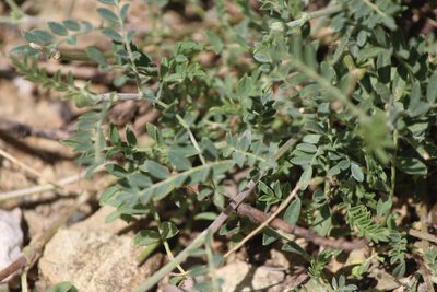 Astragalus hypoleucus, photographed by José Belem Hernández Díaz