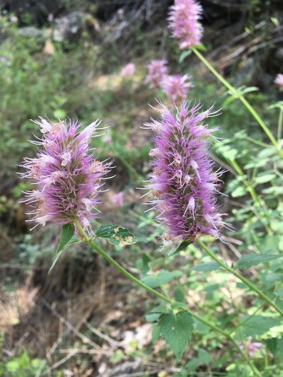 Agastache parvifolia, photographed by Matt Berger