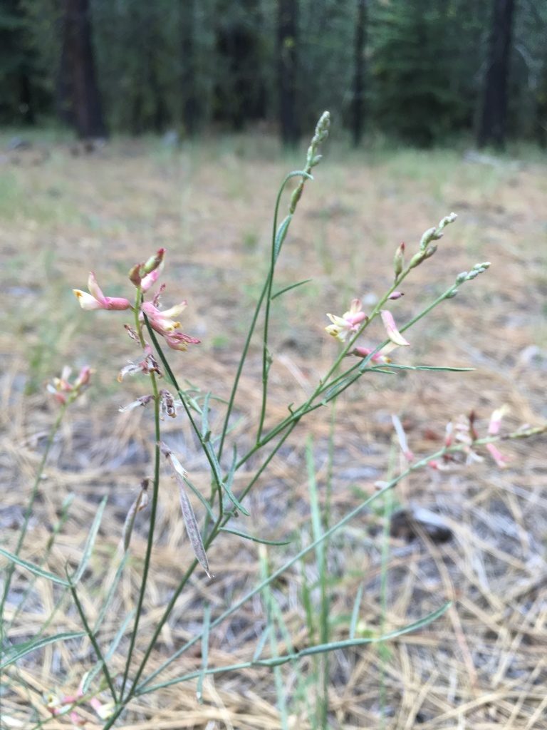 Astragalus inversus, photographed by Matt Berger