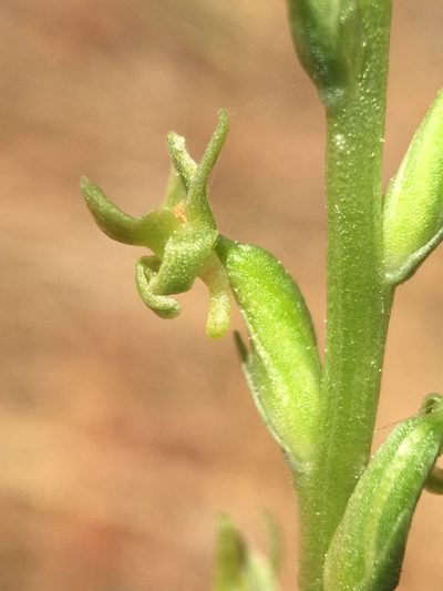 Platanthera colemanii, photographed by Matt Berger