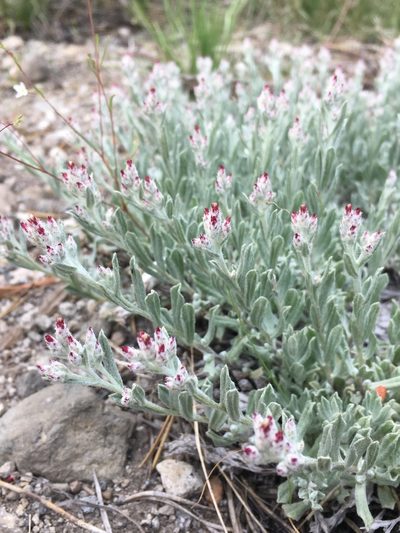 Antennaria geyeri, photographed by Matt Berger
