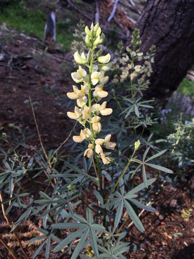 Lupinus angustiflorus, photographed by Matt Berger