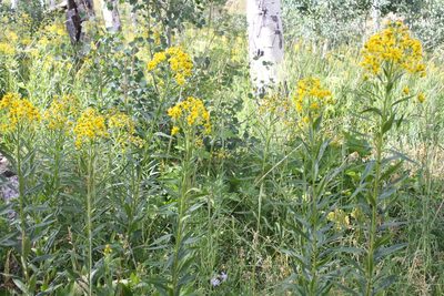 Senecio serra, photographed by Scott Loarie