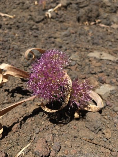 Allium platycaule, photographed by Matt Berger