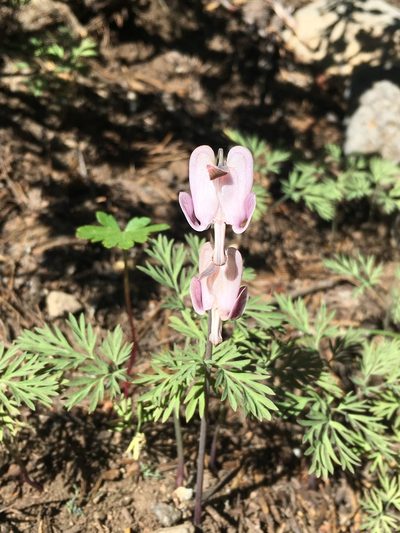 Dicentra pauciflora, photographed by Matt Berger