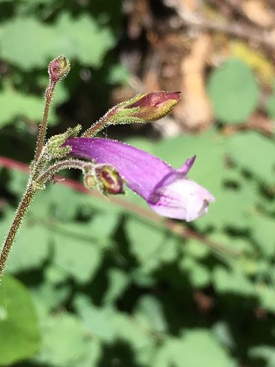 Penstemon personatus, photographed by Matt Berger