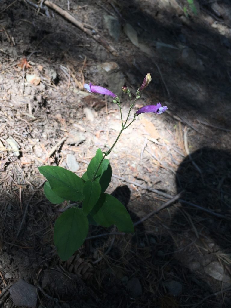 Penstemon personatus, photographed by Matt Berger