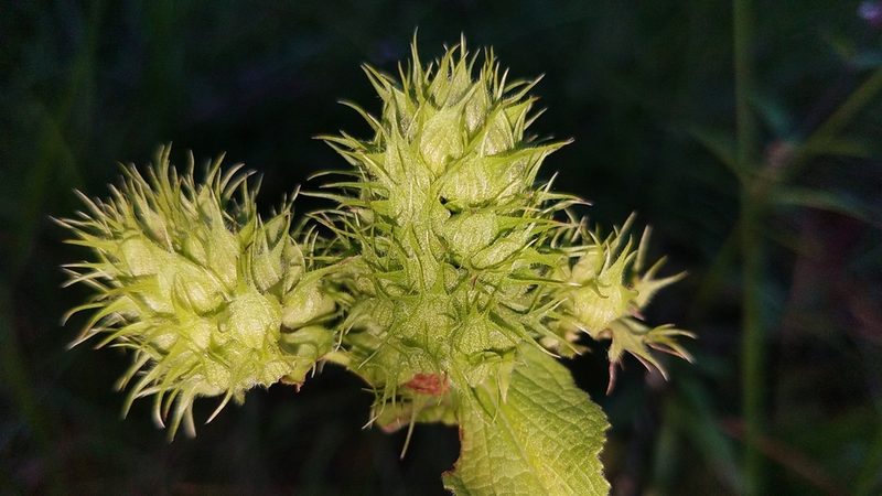 Lepechinia caulescens, photographed by Alan Rockefeller