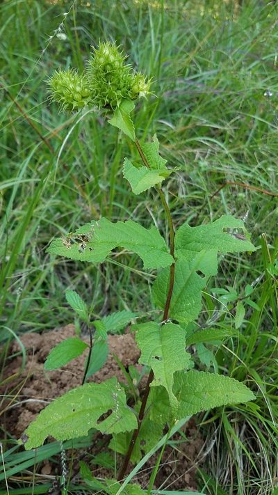 Lepechinia caulescens, photographed by Alan Rockefeller