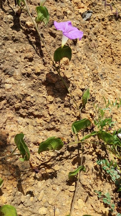 Ipomoea suffulta, photographed by Alan Rockefeller