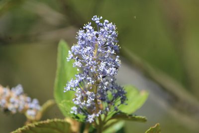 Ceanothus caeruleus, photographed by José Belem Hernández Díaz