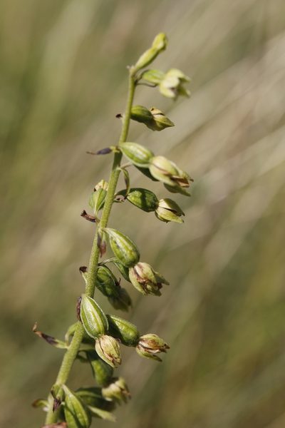 Epipactis dunensis, photographed by Stephen James McWilliam