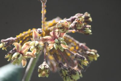 Asclepias otarioides, photographed by José Belem Hernández Díaz