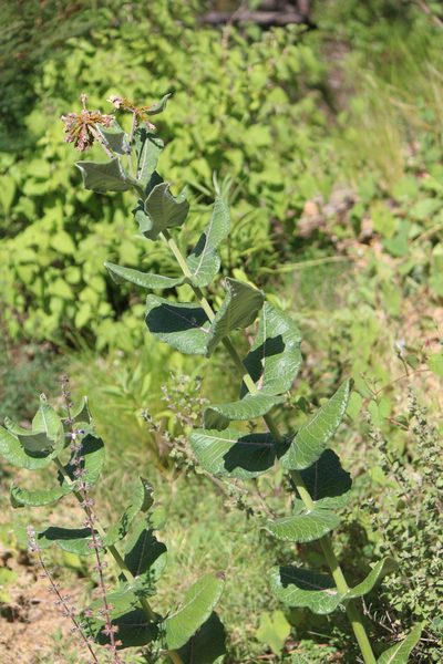 Asclepias otarioides, photographed by José Belem Hernández Díaz