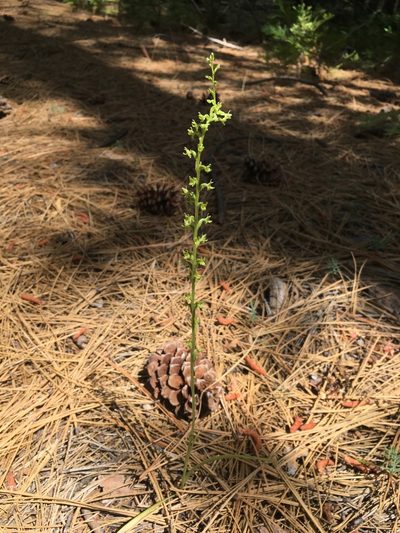 Platanthera colemanii, photographed by Matt Berger