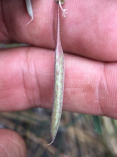 Astragalus inversus, photographed by Matt Berger