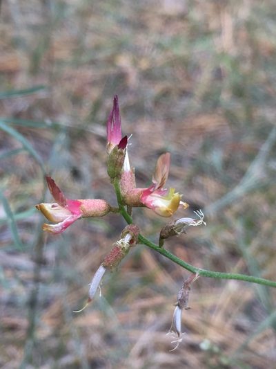 Astragalus inversus, photographed by Matt Berger