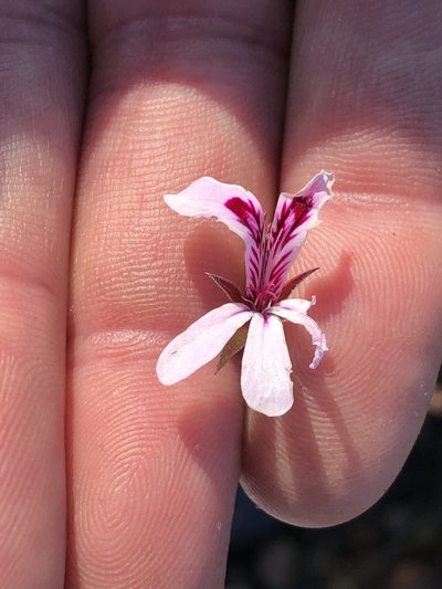 Pelargonium laevigatum, photographed by Dave U