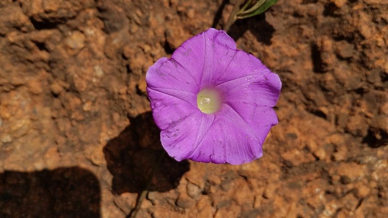 Ipomoea suffulta, photographed by Alan Rockefeller