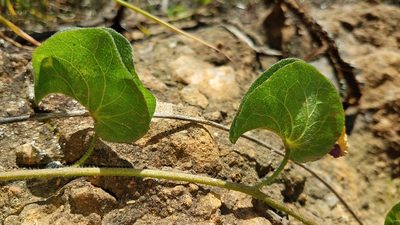 Ipomoea suffulta, photographed by Alan Rockefeller